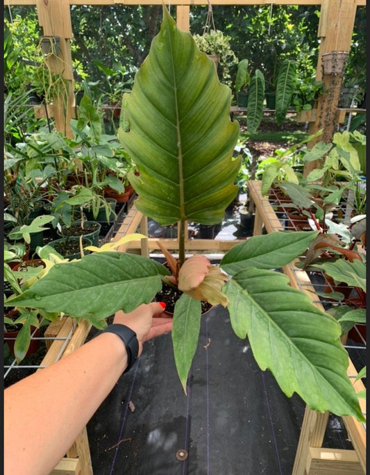 Philodendron Pluto Large