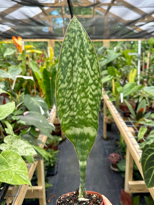 Sansevieria Masoniana, Whale Fin Snake Plant