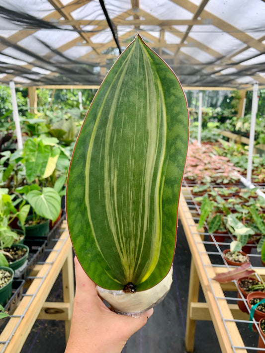 Variegated Sansevieria Masoniana, Variegated Whale Fin Snake Plant