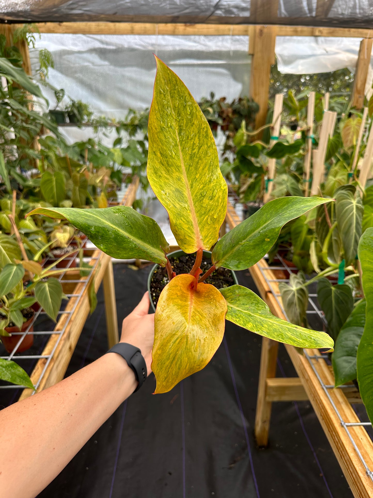 Philodendron Orange Marmalade