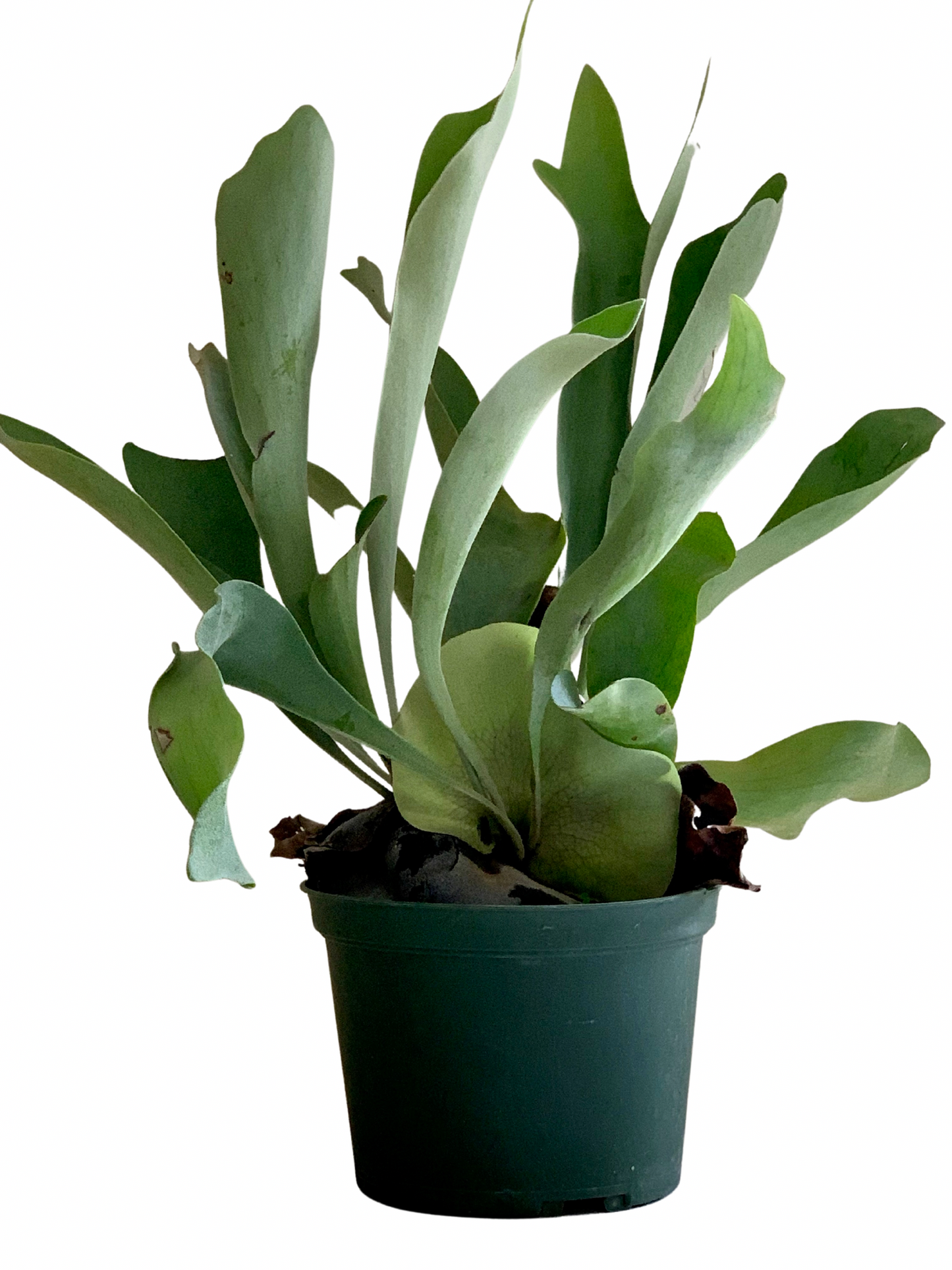 Platycerium Bifurcatum, Staghorn Fern