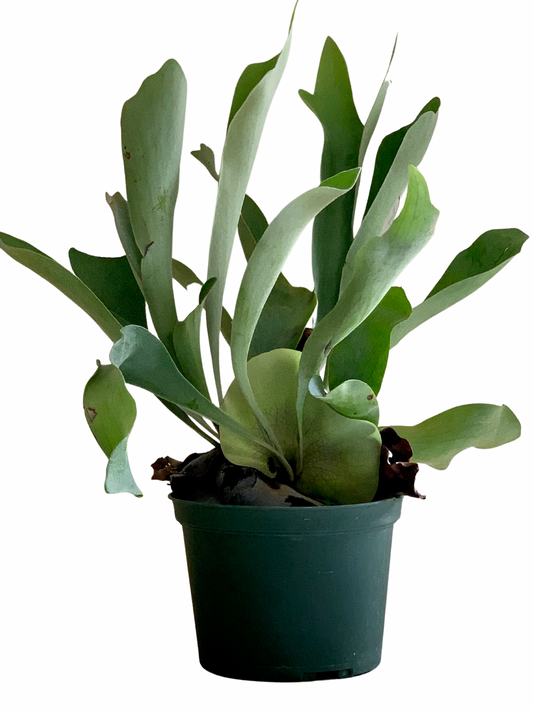 Platycerium Bifurcatum, Staghorn Fern