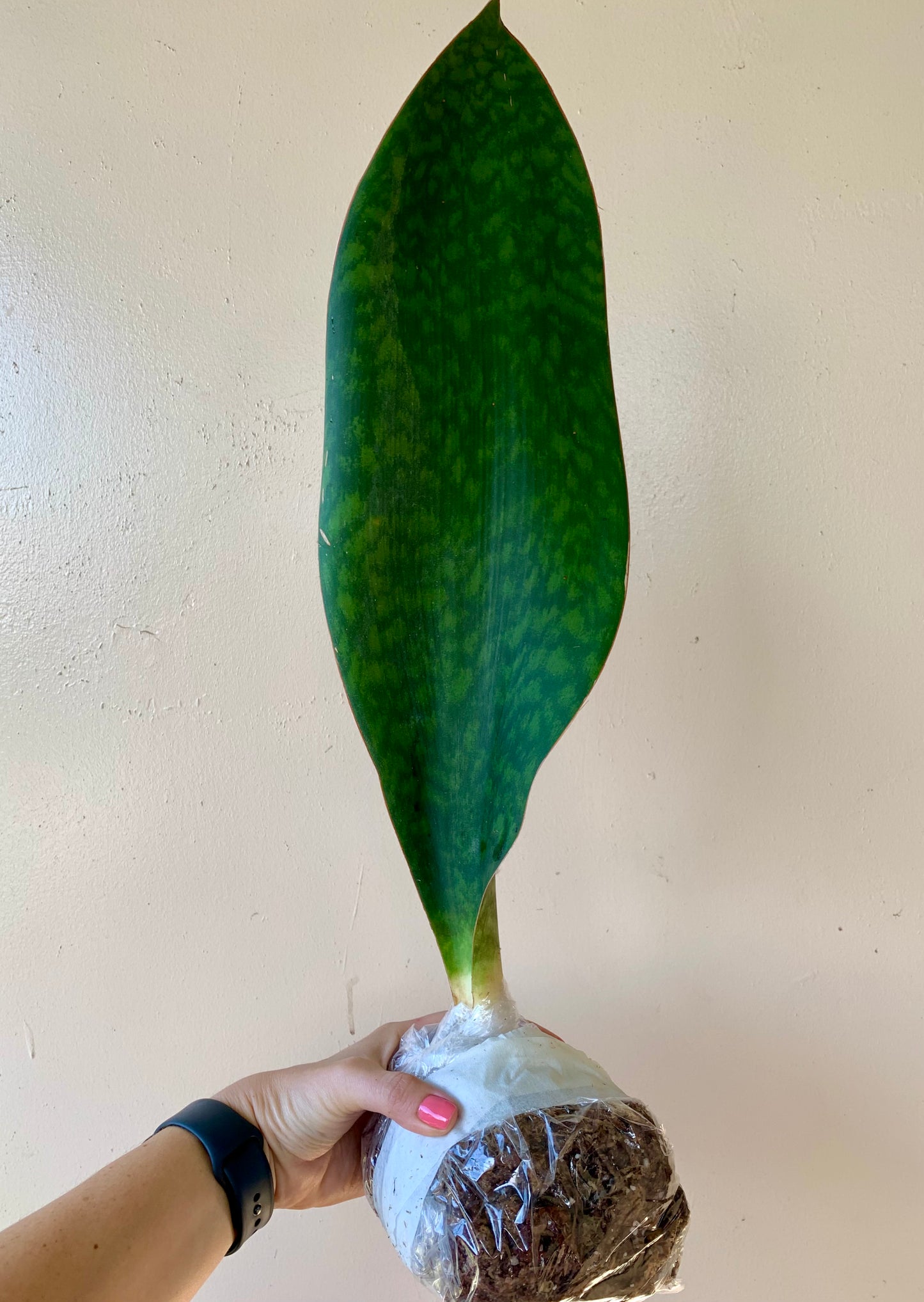 Sansevieria Masoniana, Whale Fin Snake Plant XL 24" +