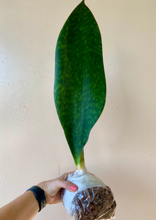 Sansevieria Masoniana, Whale Fin Snake Plant XL 24" +