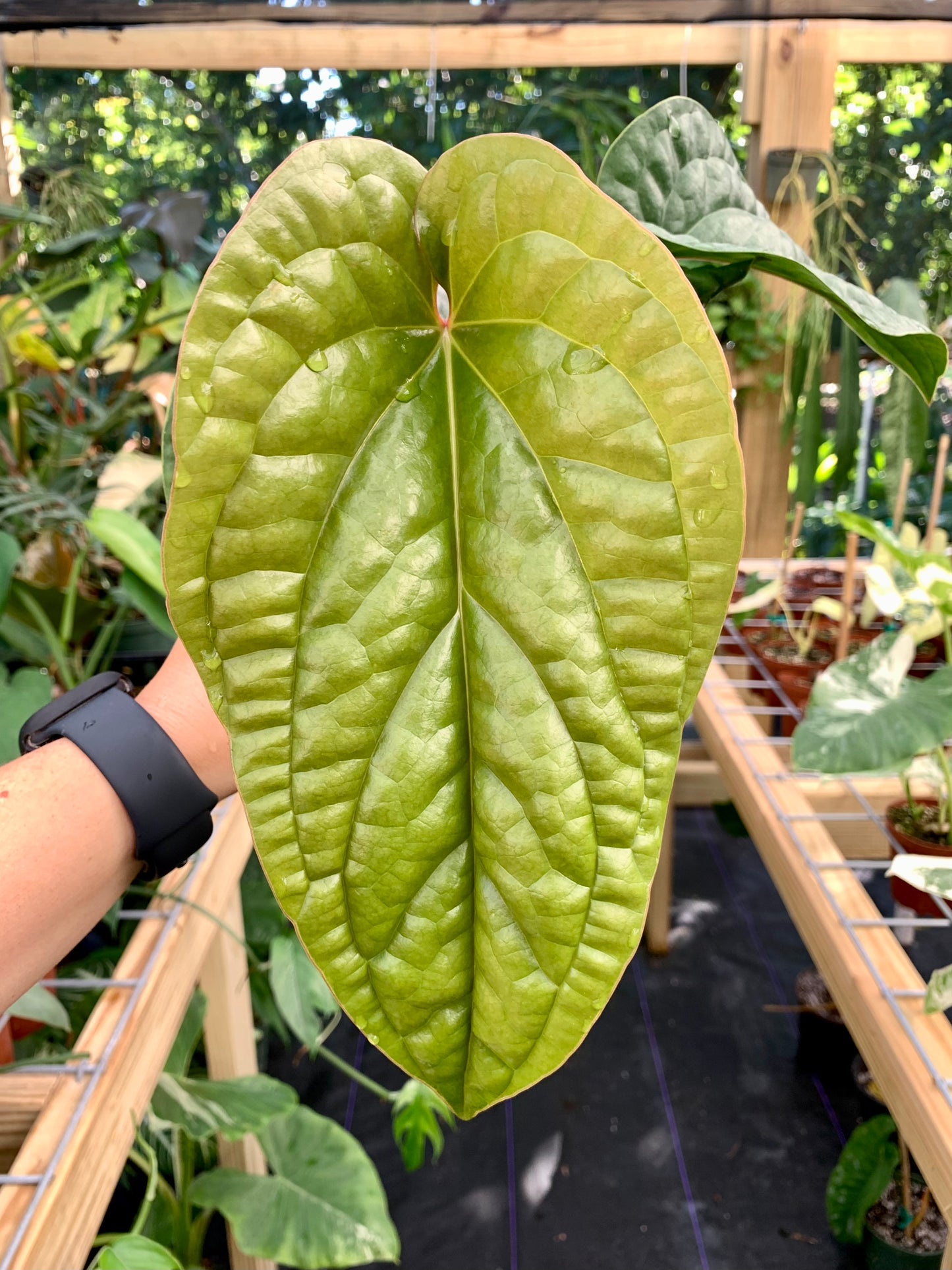 Anthurium Radicans x Luxurians