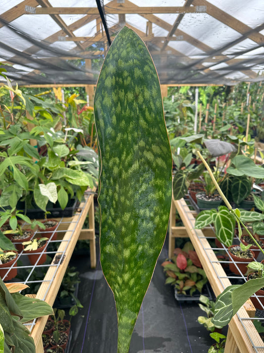 Sansevieria Masoniana, Whale Fin Snake Plant XL 24" +