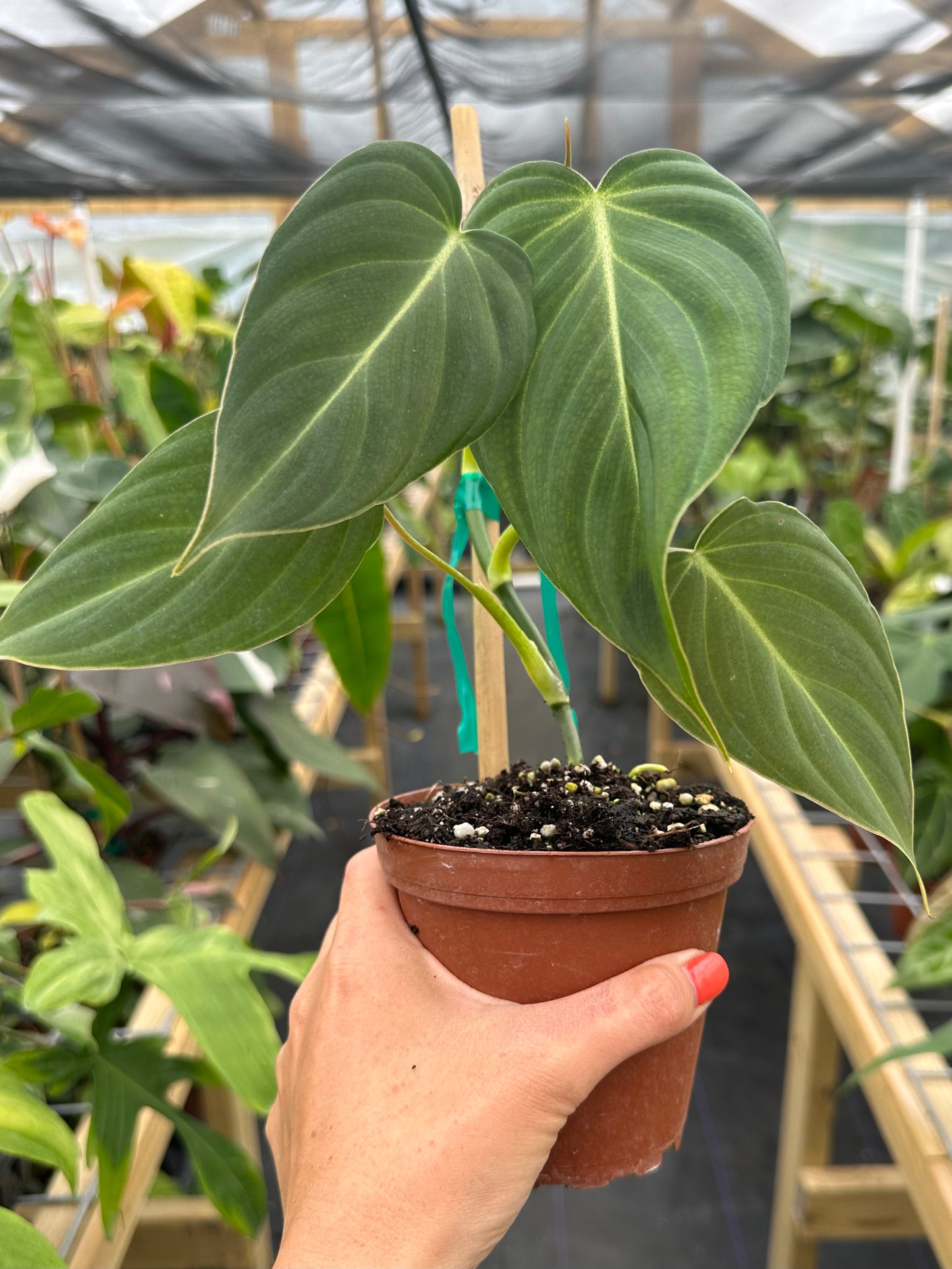 Philodendron Glorious (Gloriosum x Melanochrysum Hybrid)