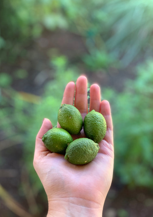 "Green Orb" Caviar Limes .75 - 1 lb Fresh Fruit