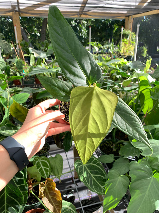 Anthurium Magnificum x Moronense