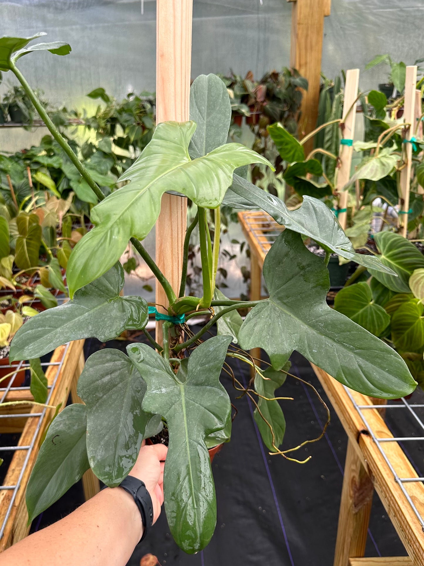 Philodendron Bipennifolium  XL
