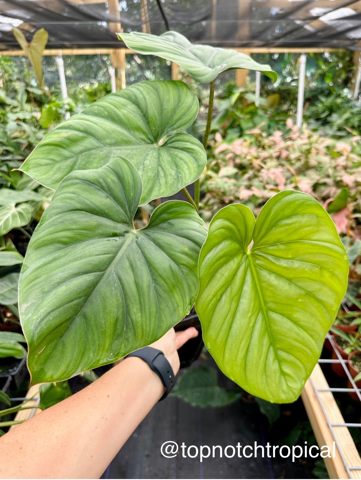 philodendron columbiana Philodendron sp. Columbia – Top Notch Tropical