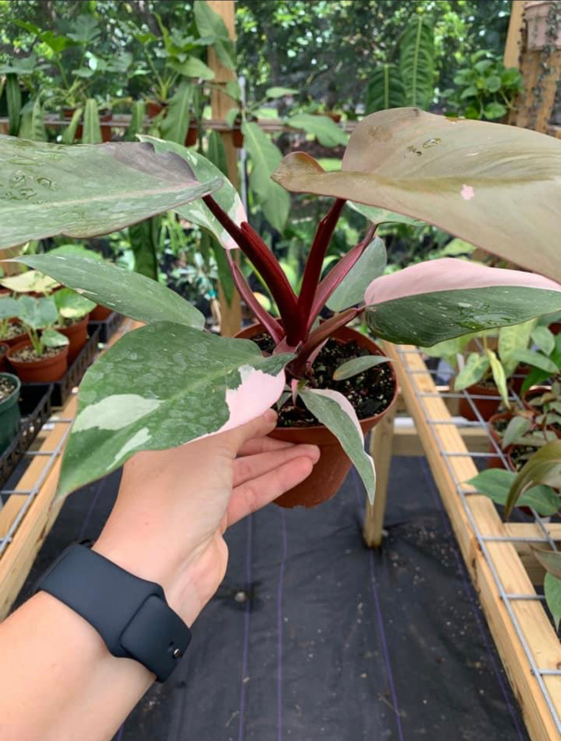 Philodendron Erubescens "Pink Princess"