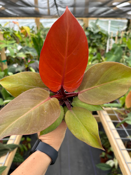 Philodendron Red Sun / Sunlight Hybrid