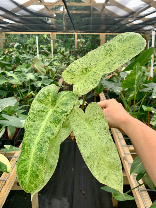 Philodendron Paraiso Verde