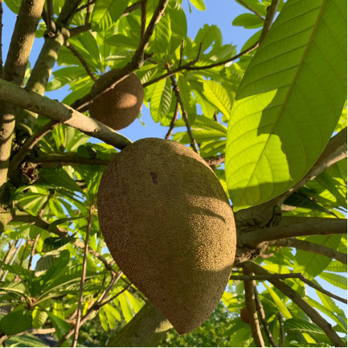 Mamey Sapote 4-5 lbs