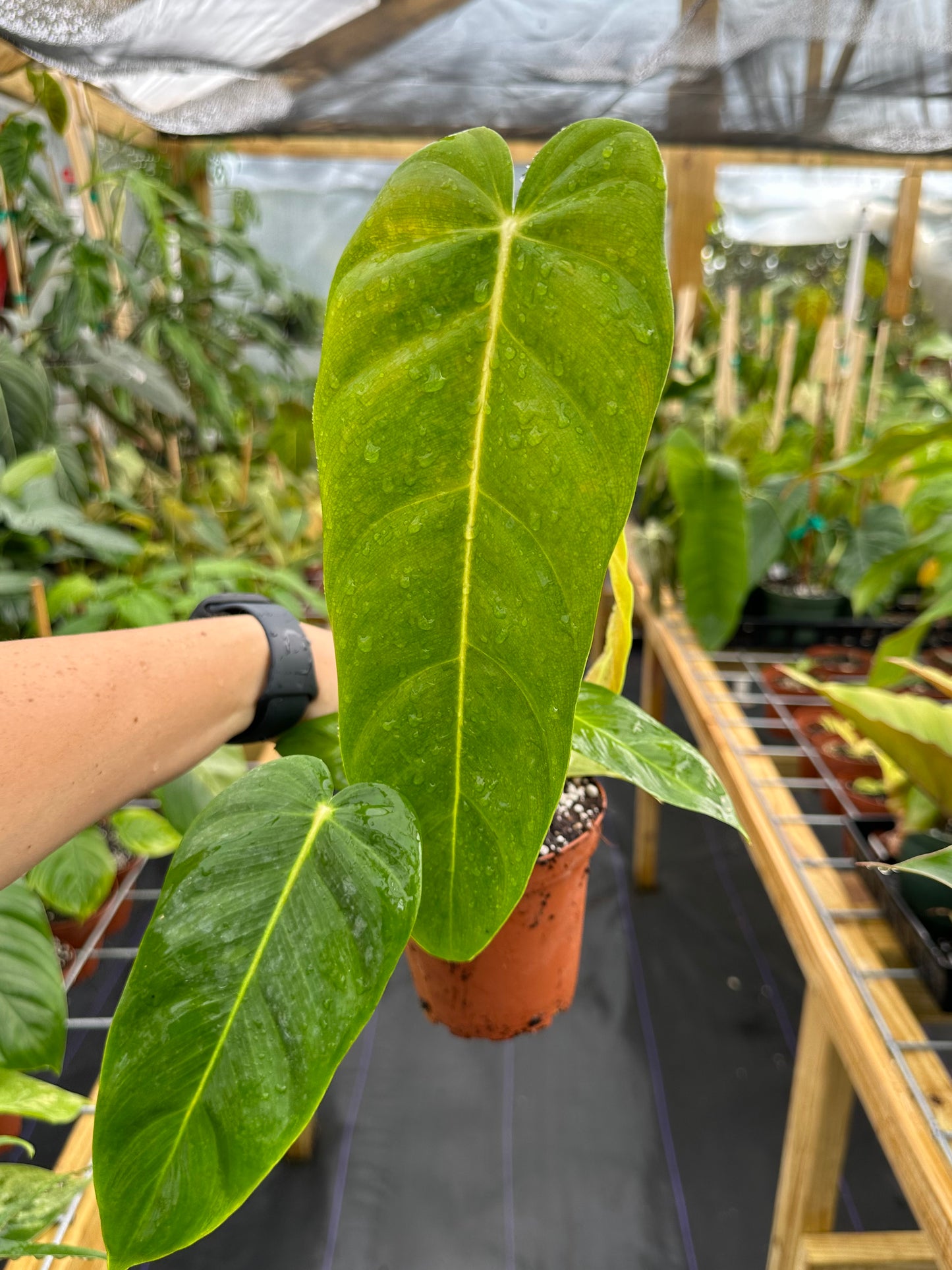 Philodendron Esmeraldense Narrow