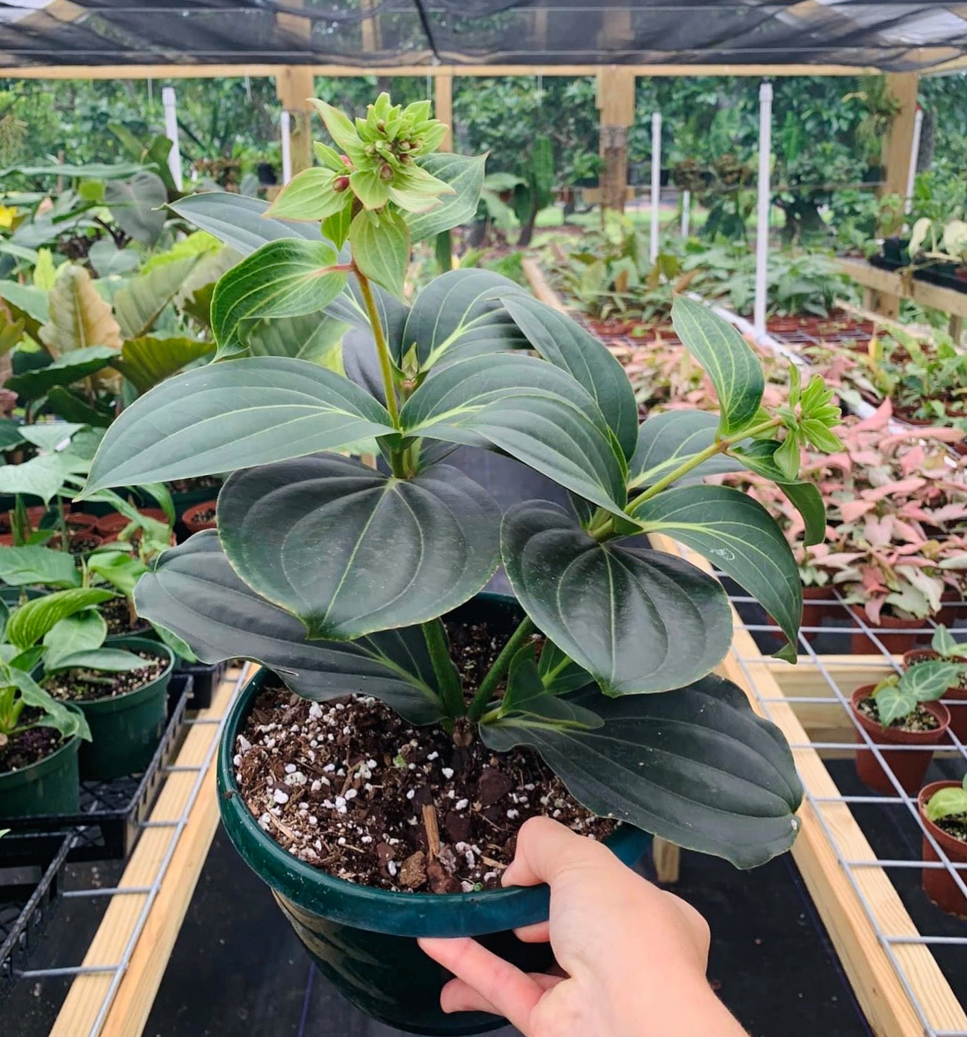 Rare Large Medinilla Magnifica Hybrid (Famous Chandelier Flowers) 8"
