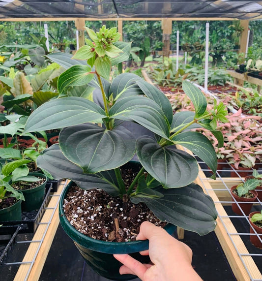 Rare Large Medinilla Magnifica Hybrid (Famous Chandelier Flowers) 8"