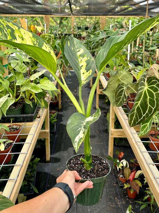 Large Dieffenbachia Puerto Rico Variegated