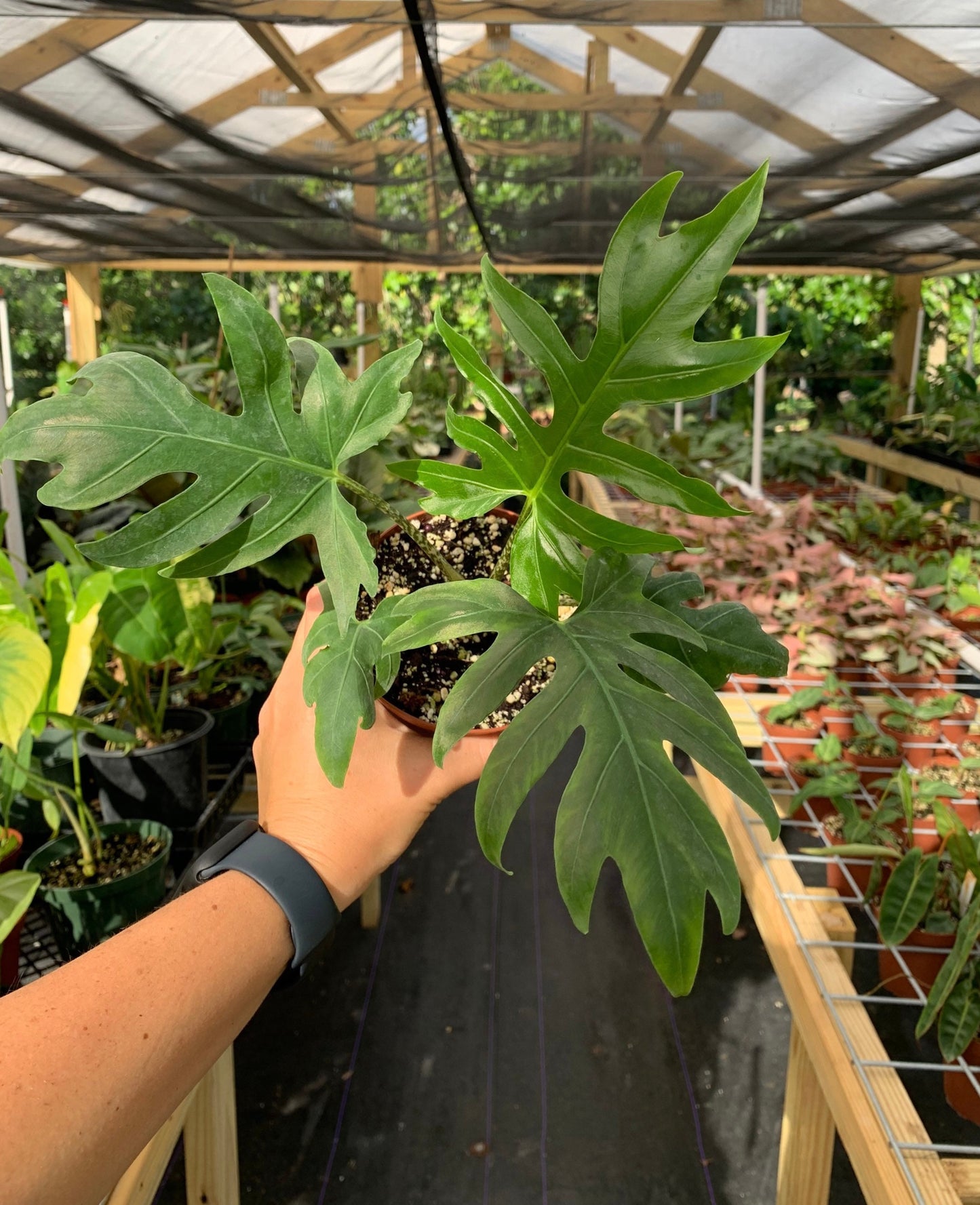 Alocasia Brancifolia "Nishiri"