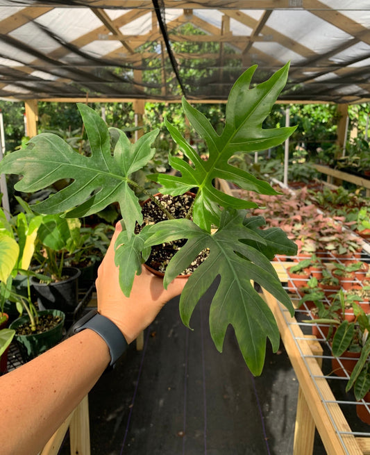 Alocasia Brancifolia "Nishiri"