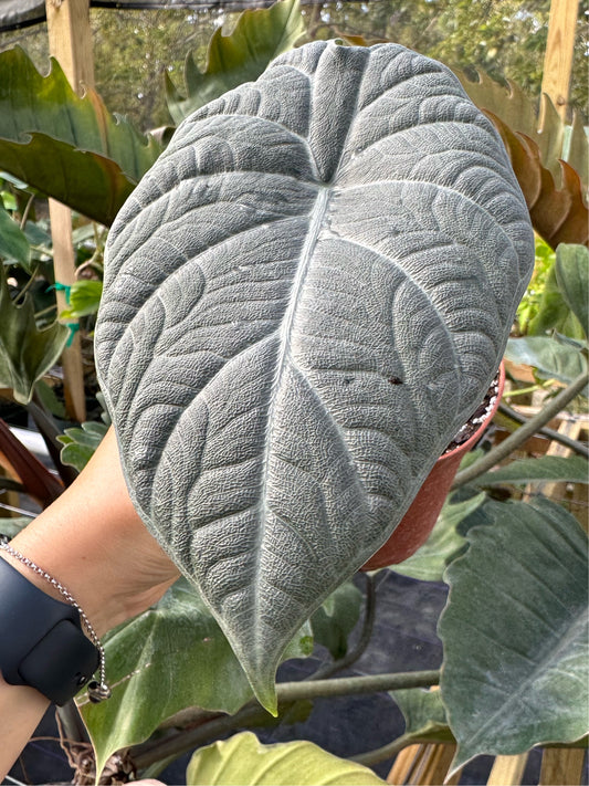 Alocasia Maharani