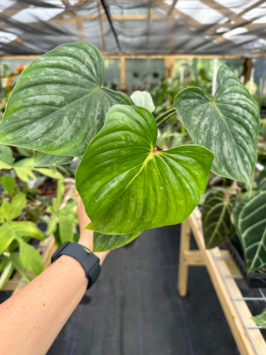 Philodendron Pastazanum Silver