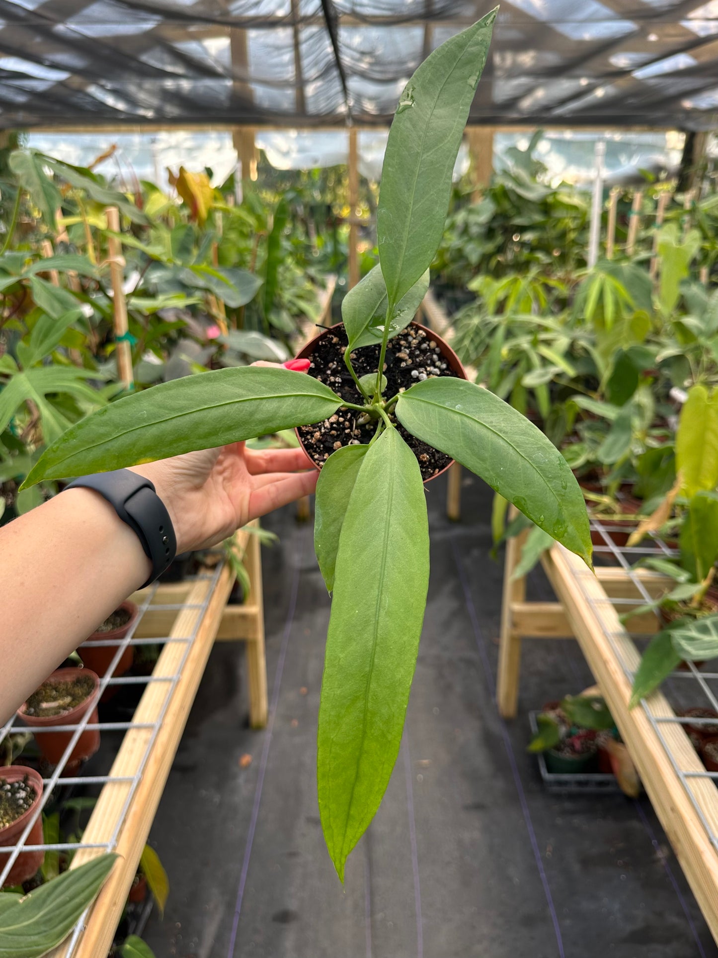 Anthurium vittarifolium