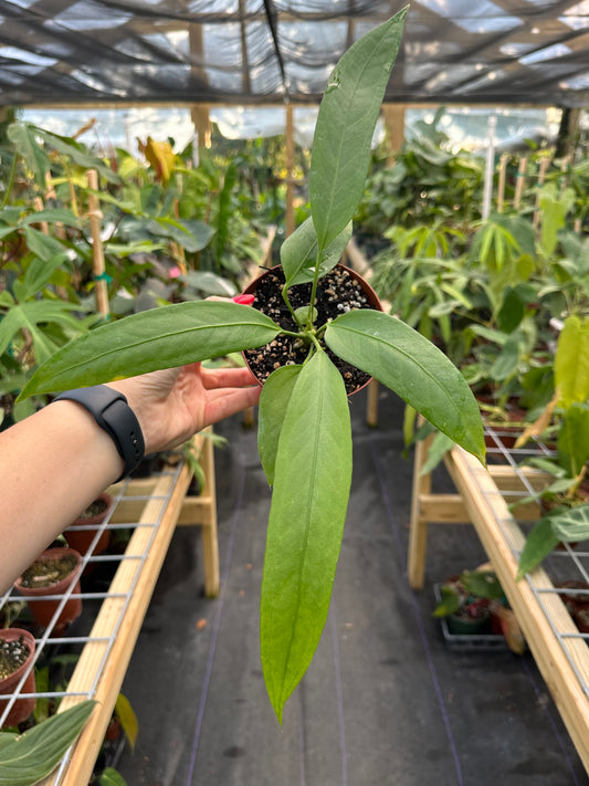 Anthurium vittarifolium