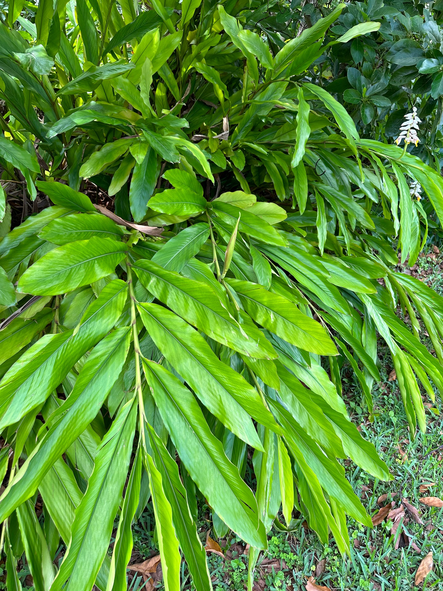 Alpinia Nutans, False Cardamom