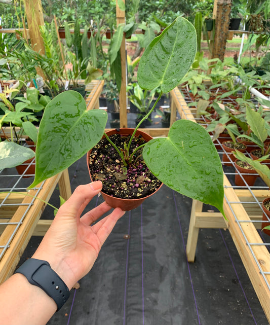 Anthurium Veitchii X Andreanum Hybrid