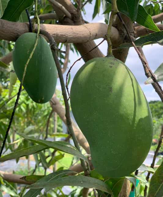 Pim Seng Mun Fresh Thai Green Mango 4-5lbs
