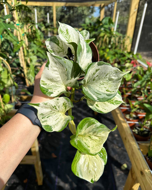 Epipremnum Manjula / Harlequin Pothos