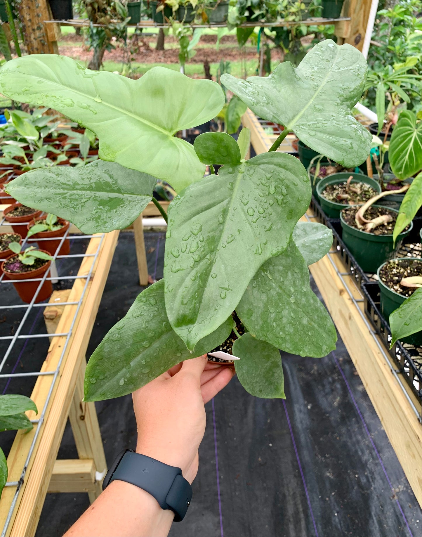 Philodendron Bipennifolium