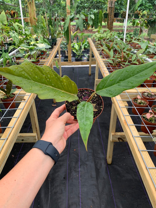 Philodendron Pluto