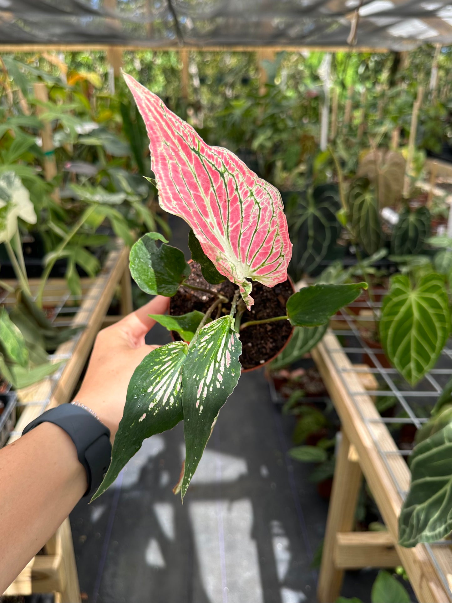 Caladium sp (Thai style bright pink)