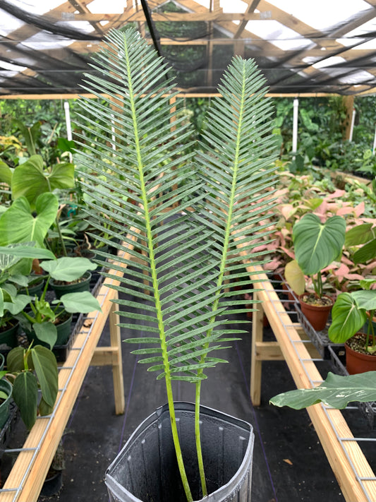 Dioon Edule "Queretaro Blue" XL