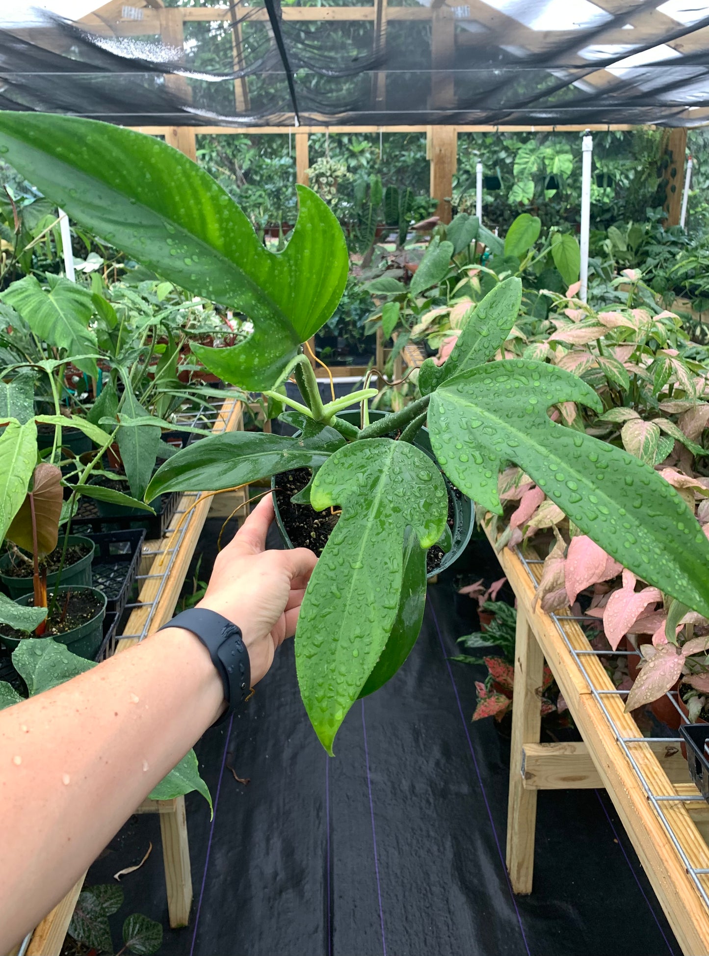 Philodendron Panduriforme