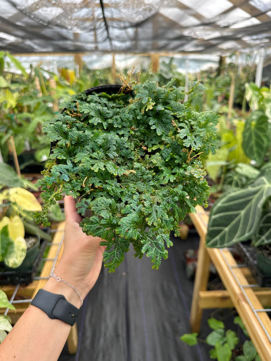 Selaginella sp. Peacock Fern