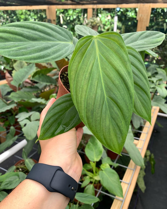 Philodendron Fuzzy Petiole
