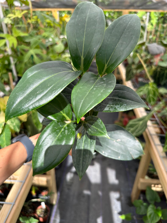 Medinilla Florinilla Bella