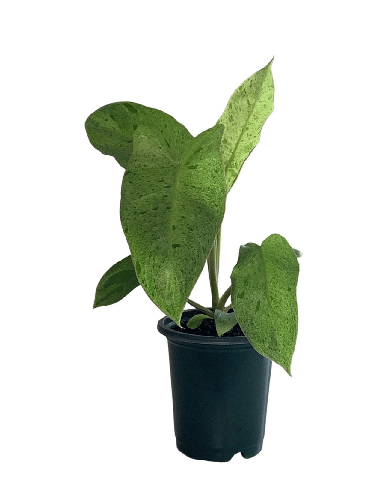 Philodendron Paraiso Verde