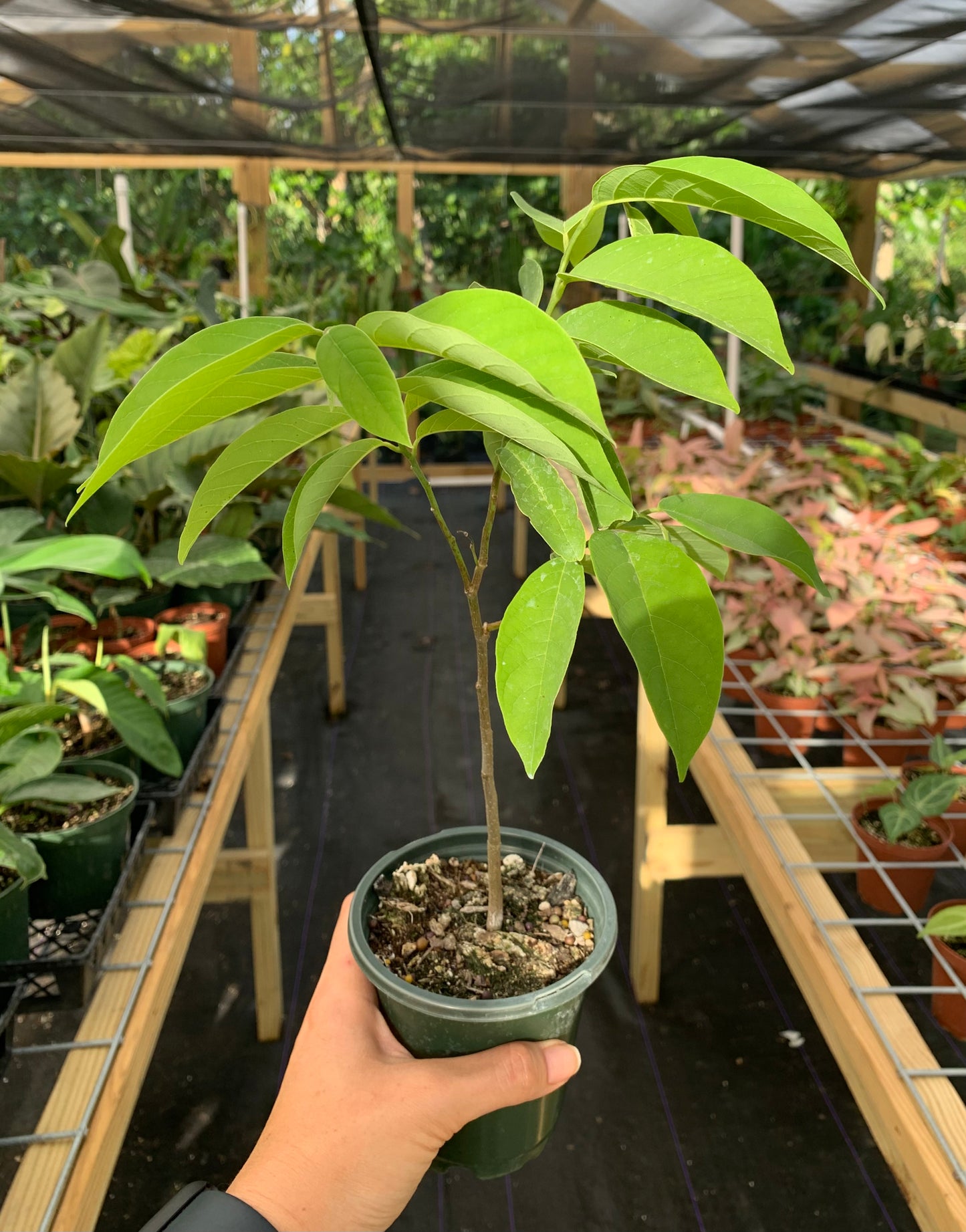 Annona Squamosa, Sugar Apple Tree