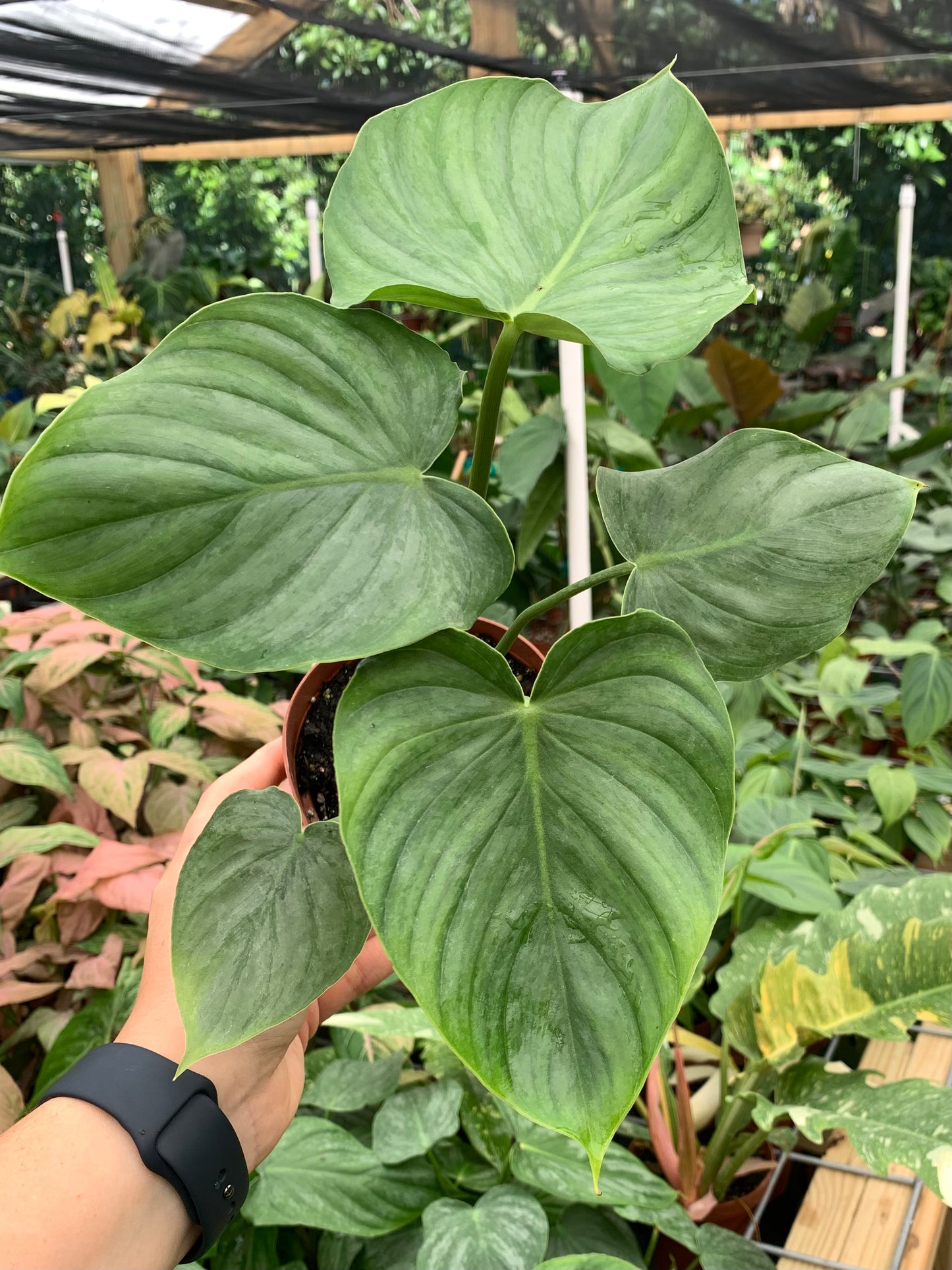 Philodendron Pastazanum Silver