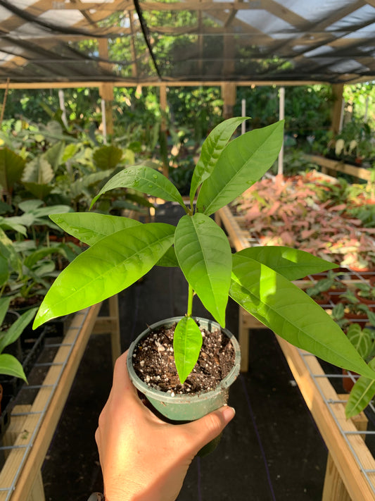 Manilkara Zapota, Sapodilla Seedling