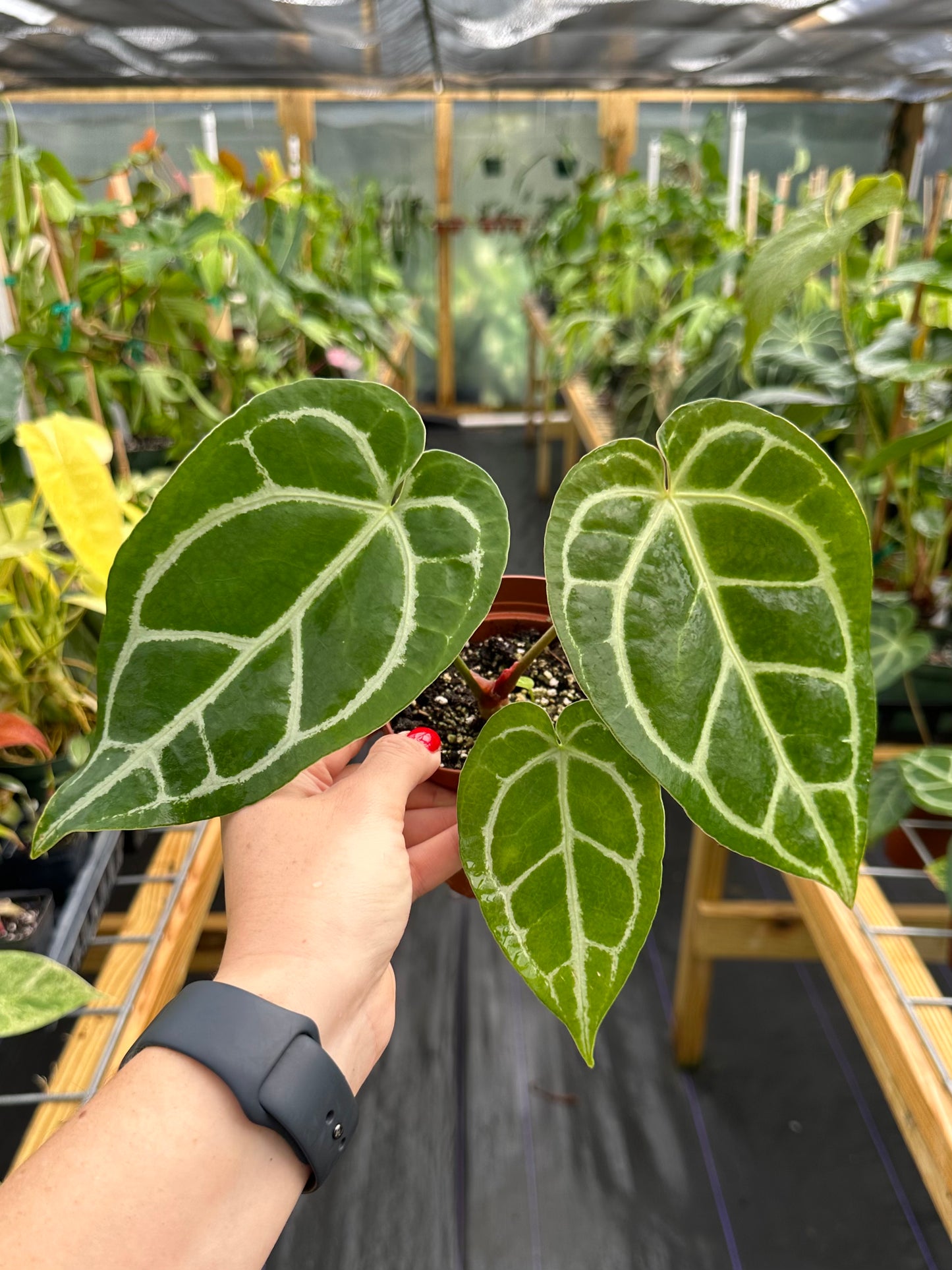 Anthurium Crystallinum x Crystal Hope