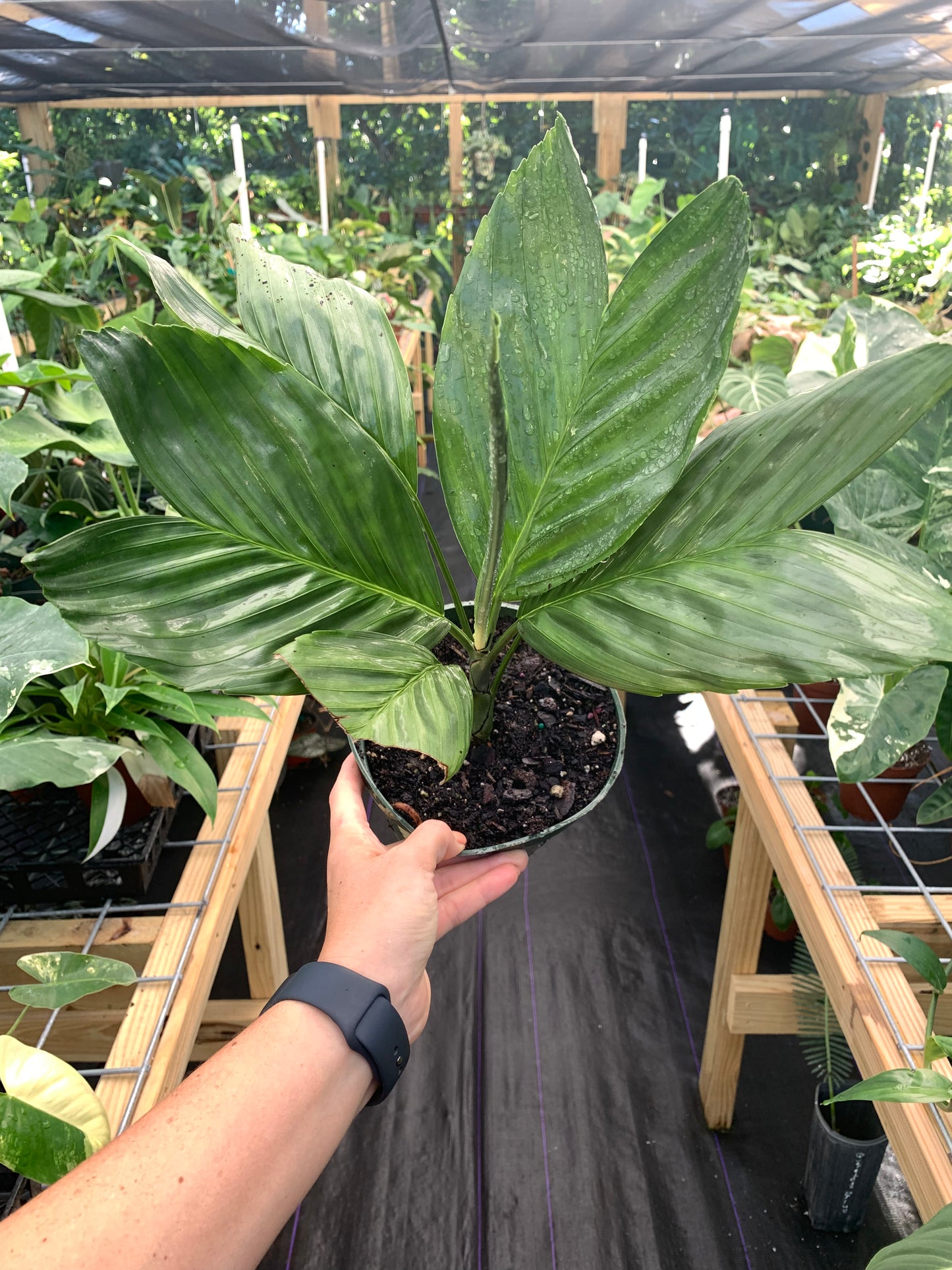 Chamaedorea Metallica, Metallica Palm