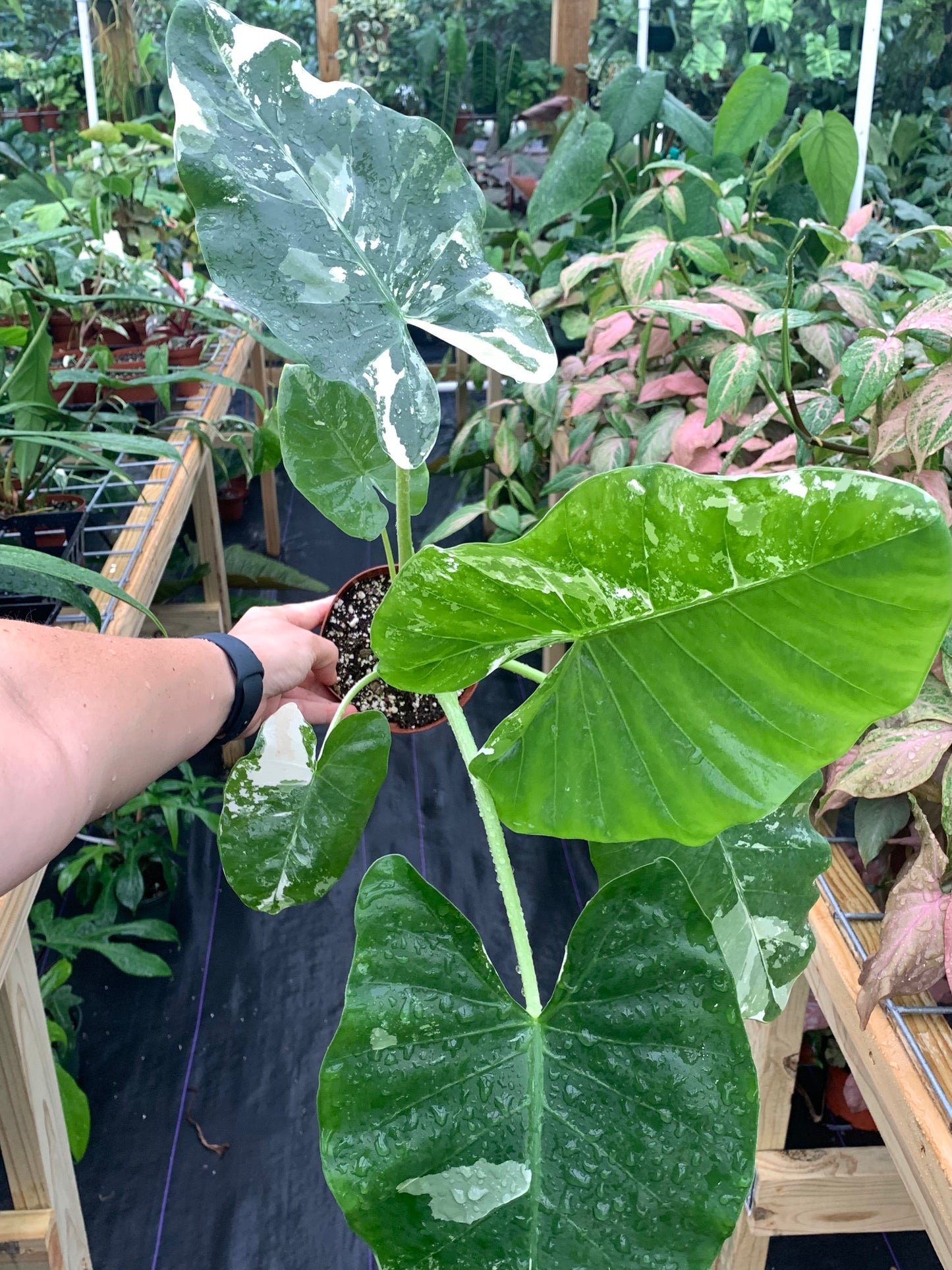 Alocasia macrorrhizos (aka macrorrhiza) Variegated 4" XL