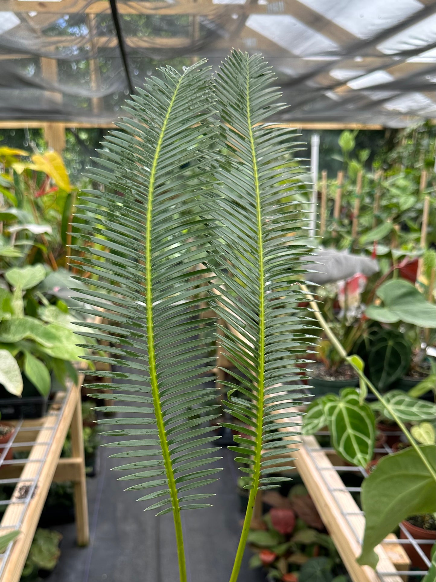 Dioon edule XL