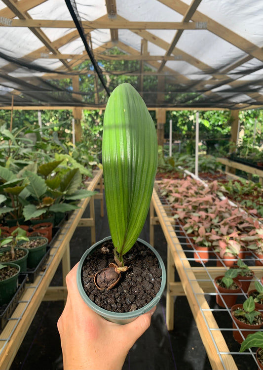Ultra Rare Johannesteijsmannia Mangifica Joey Palm 4"